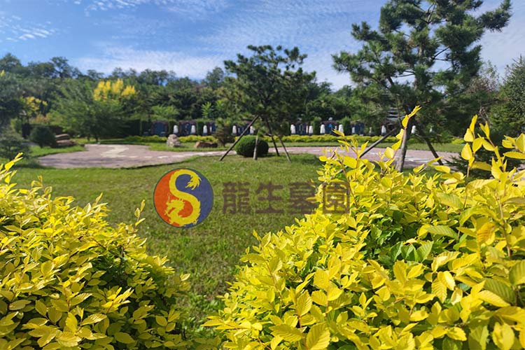 沈阳龙生墓园——自然与人文的和谐共鸣
